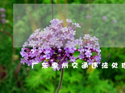 广东惠州交通违法处理 广东惠州交通违法处理