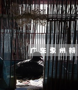 广东惠州辩护律师法律咨询 广东惠州辩护律师法律咨询