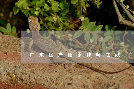 广东房产继承律师在线 广东房产继承律师在线