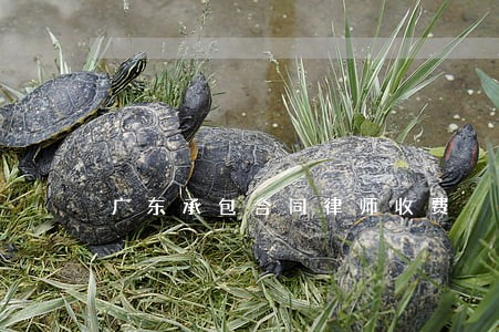广东承包合同律师收费 广东承包合同律师收费