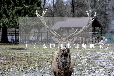 广东本地刑事律师哪家好 广东本地刑事律师哪家好