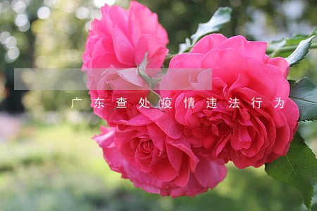 广东查处疫情违法行为