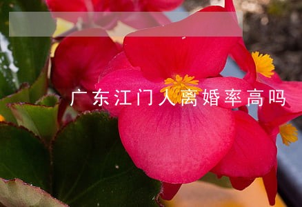 广东江门人离婚率高吗 广东江门人离婚率高吗