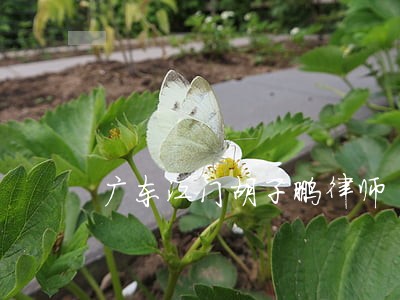 广东江门胡子鹏律师 广东江门胡子鹏律师