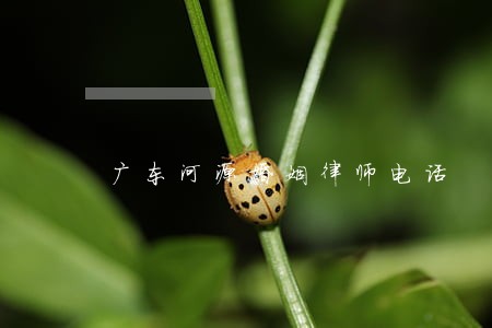 广东河源婚姻律师电话 广东河源婚姻律师电话