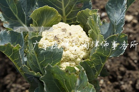 广东法律咨询律师事务所 广东法律咨询律师事务所