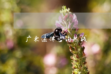 广东法律咨询热线 广东法律咨询热线