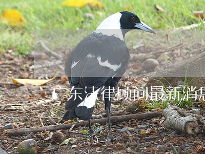 广东法律顾问最新消息 广东法律顾问最新消息