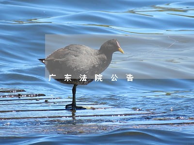 广东法院公告 广东法院公告