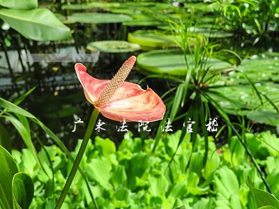 广东法院法官嵇