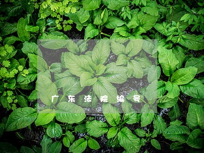 广东法院编号 广东法院编号
