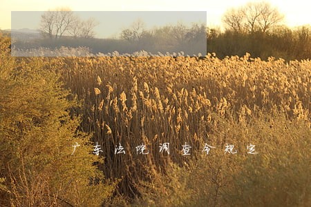 广东法院调查令规定 广东法院调查令规定