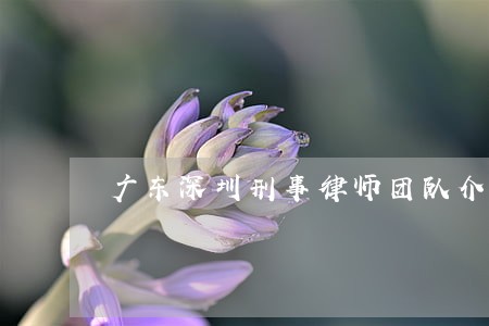 广东深圳刑事律师团队介绍 广东深圳刑事律师团队介绍