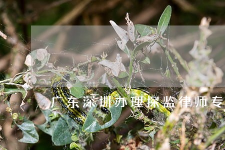 广东深圳办理探监律师专业可靠 广东深圳办理探监律师专业可靠