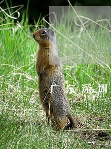 广东深圳房产继承纠纷律师诉讼费 广东深圳房产继承纠纷律师诉讼费