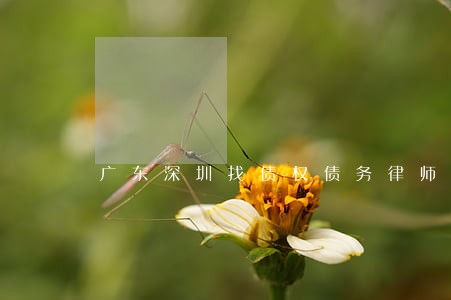 广东深圳找债权债务律师代理费 广东深圳找债权债务律师代理费