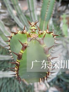 广东深圳看守所会见律师免费咨询 广东深圳看守所会见律师免费咨询