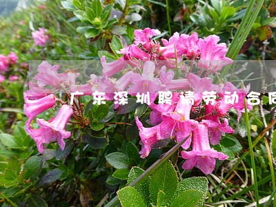 广东深圳聘请劳动合同法律师 广东深圳聘请劳动合同法律师