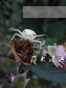 广东湛江专业婚前财产律师 广东湛江专业婚前财产律师