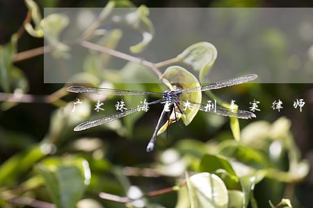 广东珠海重大刑事案律师团队 广东珠海重大刑事案律师团队