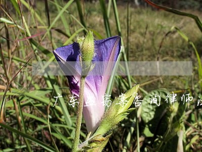 广东盗窃案咨询律师法律咨询 广东盗窃案咨询律师法律咨询