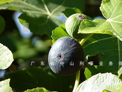 广东省中山刑事业务律师费用 广东省中山刑事业务律师费用