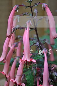 广东省中山刑事方向律师费用