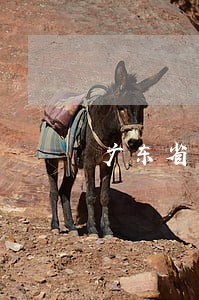 广东省中山房地产律师团