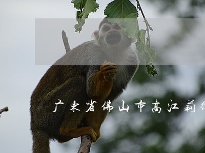 广东省佛山市高江莉律师 广东省佛山市高江莉律师