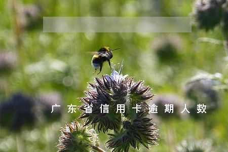 广东省信用卡逾期人数 广东省信用卡逾期人数
