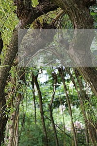 广东省债务合同律师怎么委托 广东省债务合同律师怎么委托