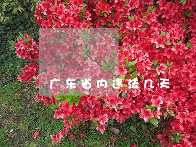 广东省内违法几天