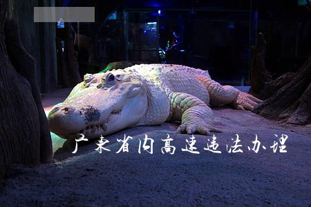 广东省内高速违法办理