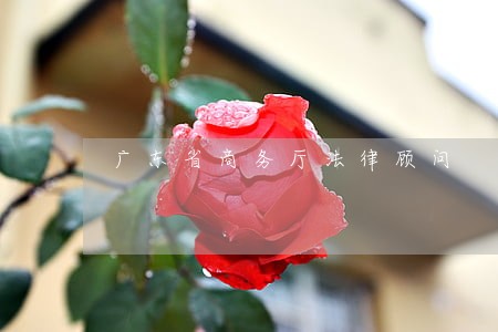 广东省商务厅法律顾问 广东省商务厅法律顾问