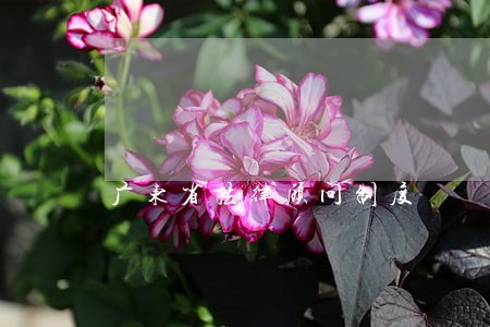 广东省法律顾问制度