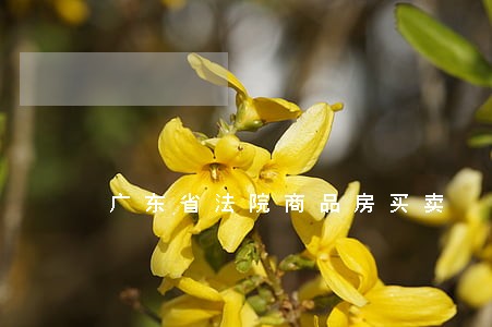 广东省法院商品房买卖 广东省法院商品房买卖