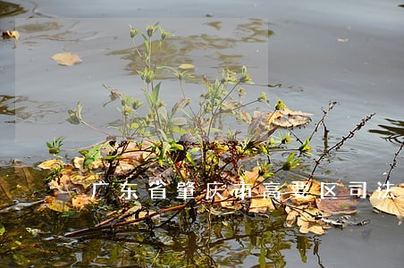 广东省肇庆市高要区司法拍卖房屋 广东省肇庆市高要区司法拍卖房屋