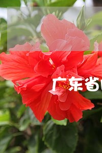 广东省股权与金融免费法律咨询