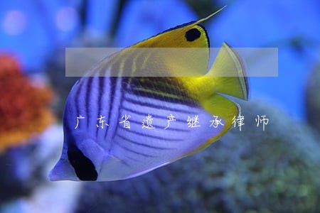 广东省遗产继承律师 广东省遗产继承律师