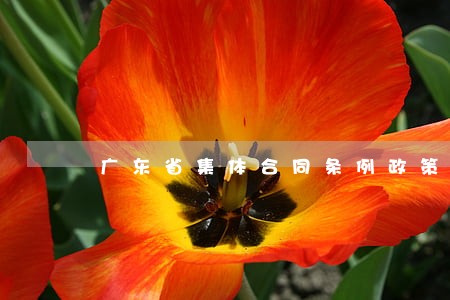 广东省集体合同条例政策解读 广东省集体合同条例政策解读