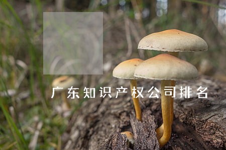 广东知识产权公司排名