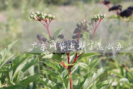 广东网贷逾期了怎么办 广东网贷逾期了怎么办
