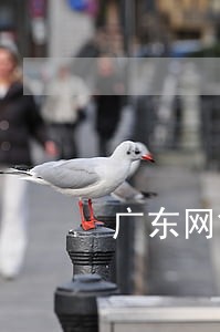 广东网贷逾期处理 广东网贷逾期处理