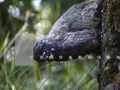 广东网贷逾期如何协商 广东网贷逾期如何协商