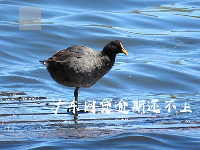 广东网贷逾期还不上 广东网贷逾期还不上