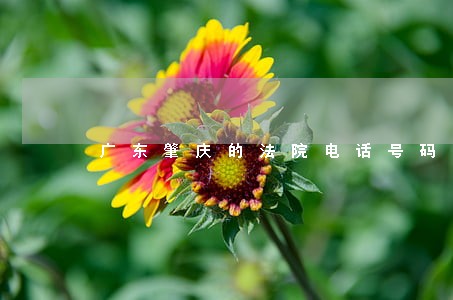 广东肇庆的法院电话号码 广东肇庆的法院电话号码