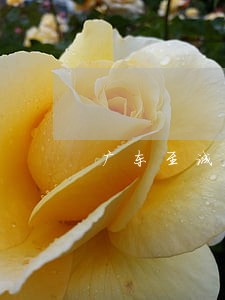 广东至诚律师事务所电话