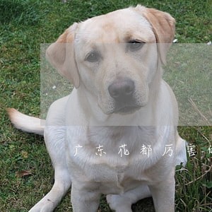 广东花都厉害的债务律师推荐 广东花都厉害的债务律师推荐