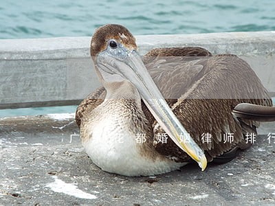 广东花都婚姻律师排行 广东花都婚姻律师排行