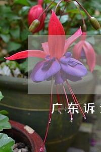 广东诉讼法律咨询服务 广东诉讼法律咨询服务